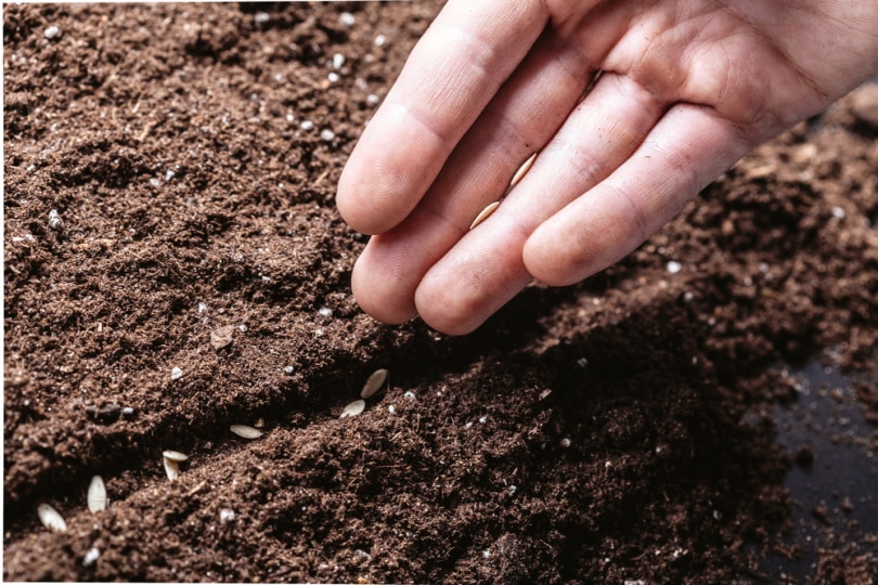 man planting seeds