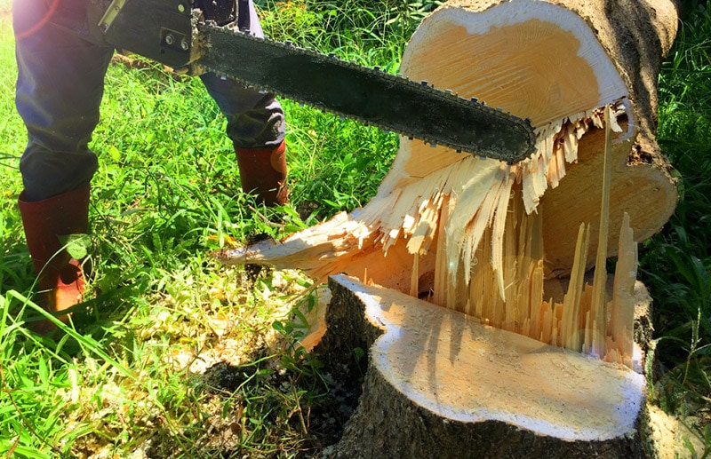 man using chainsaw to cut down tree