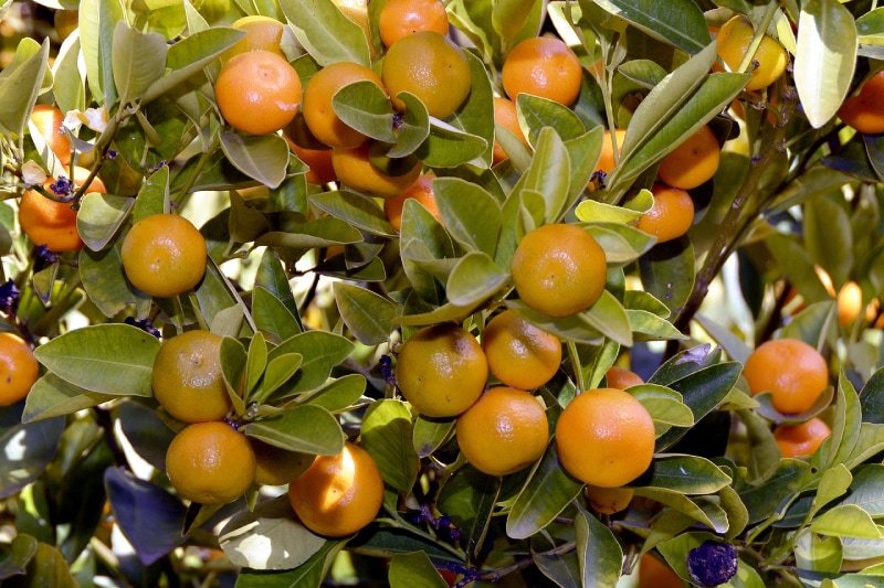 mandarin orange tree