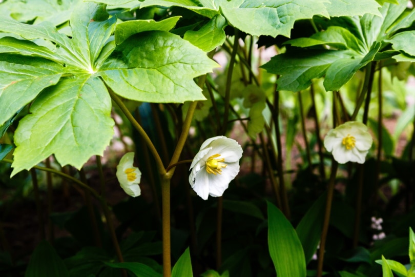 mayapple flowers