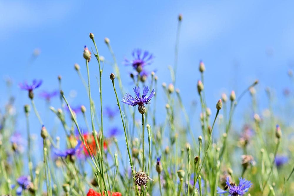mountain bluets perennial cornflowers