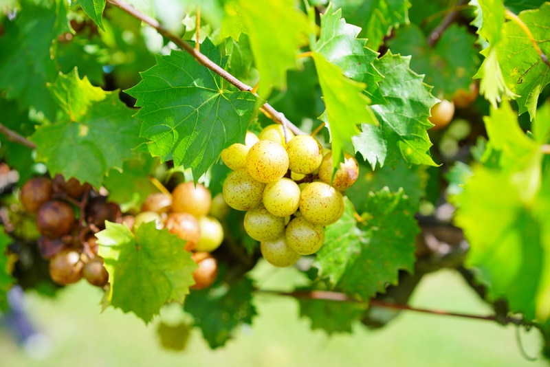 muscadine grapes