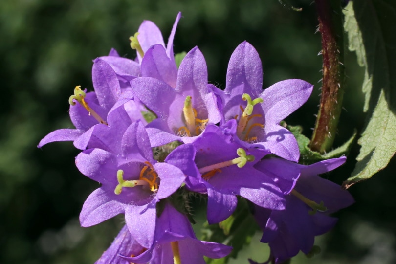 nettle leaved bellflower