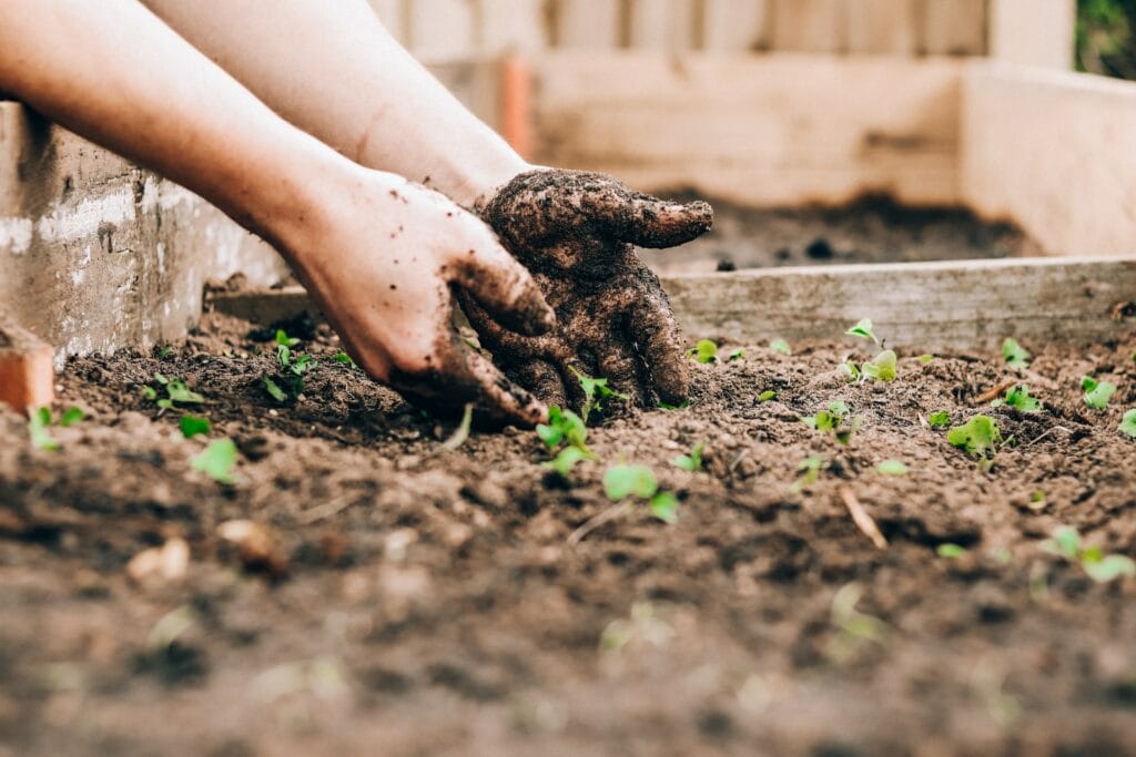 person holding garden soil