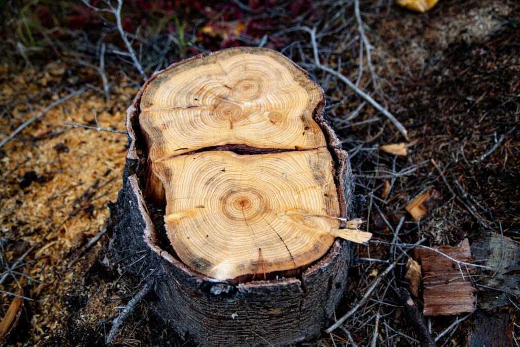 photo of tree stump