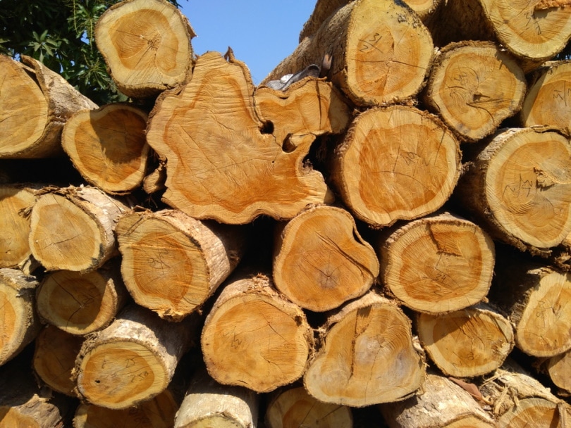 piles of teat wood