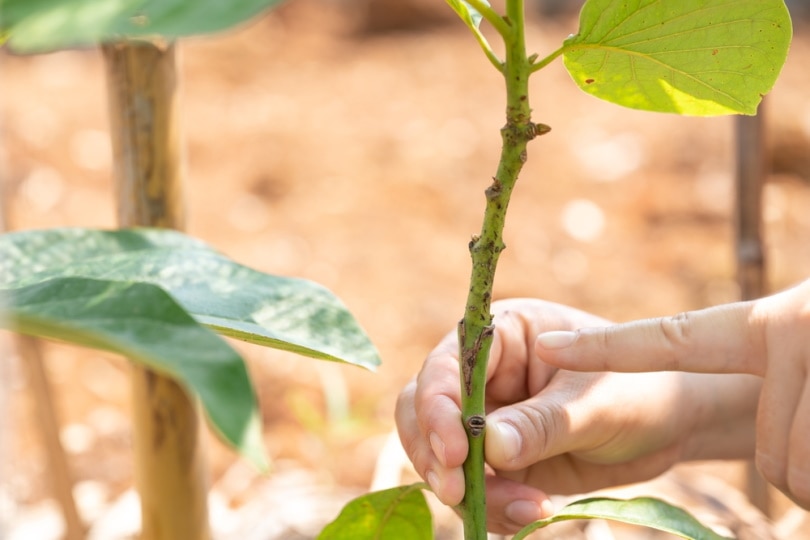 planting avocado