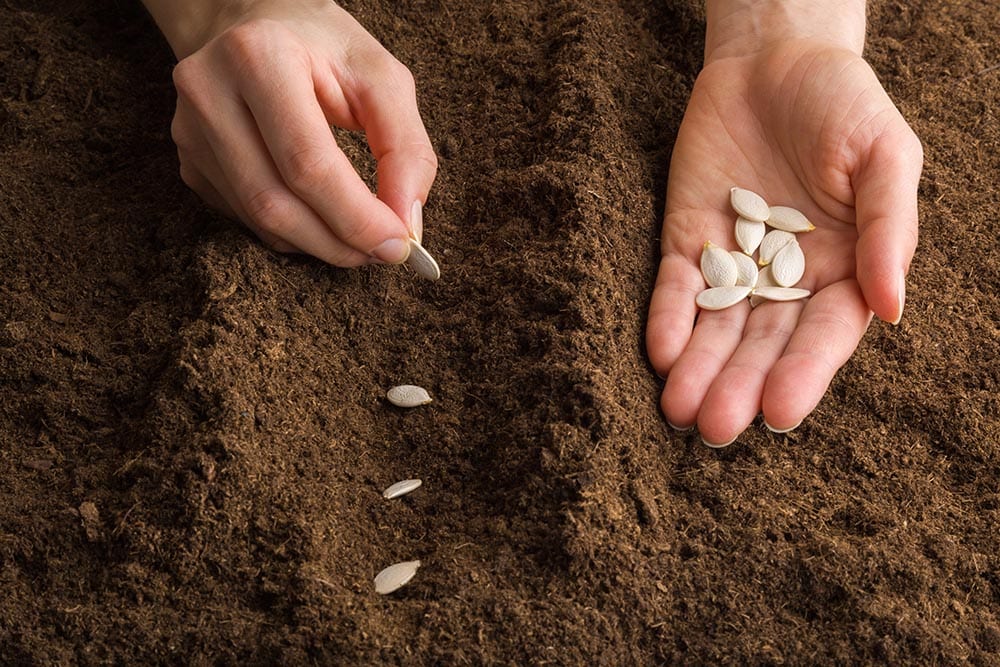 planting pumpkin seeds