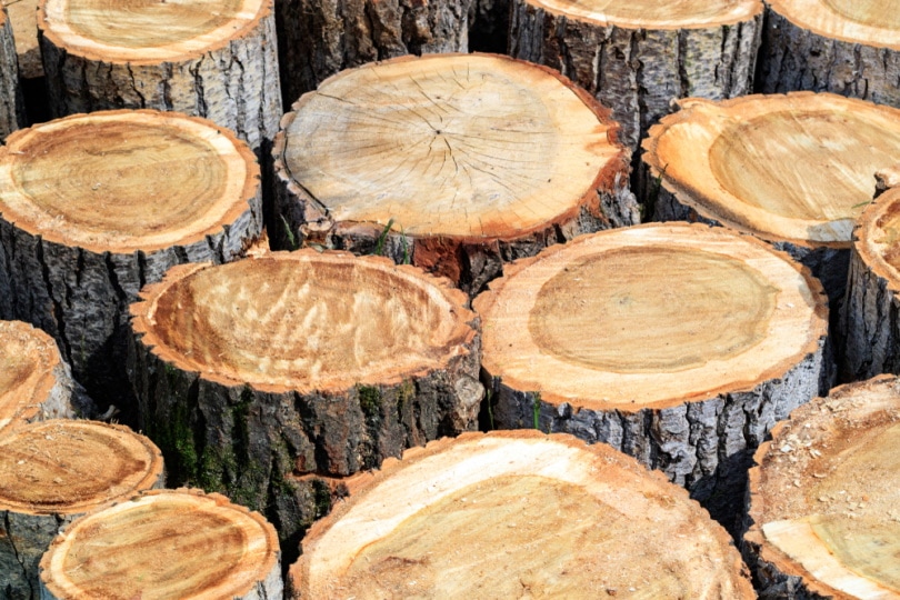 poplar wood