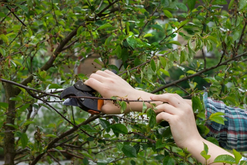 pruning cherry tree
