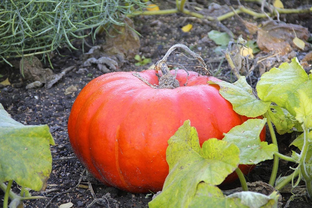 pumpkin plant