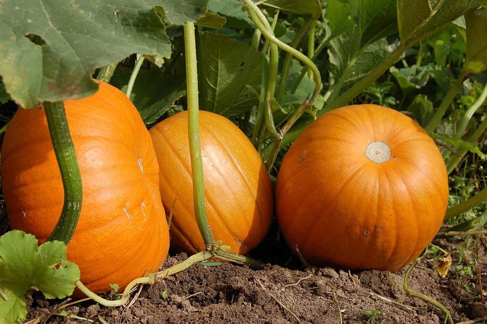 pumpkins ready for harvest