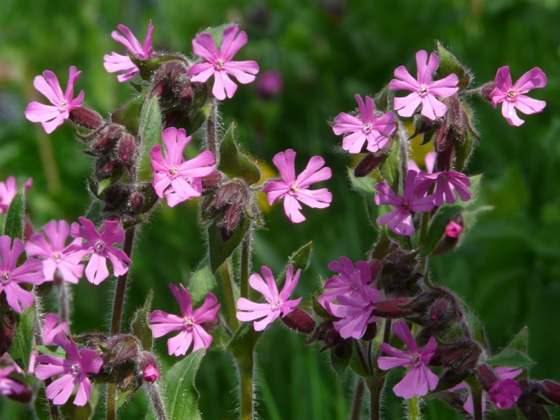 red champion flowers