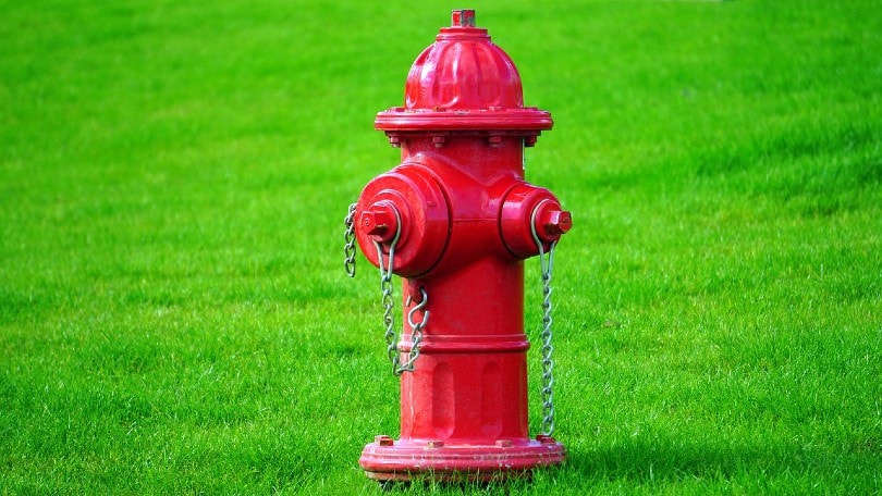 red fire hydrant on grass
