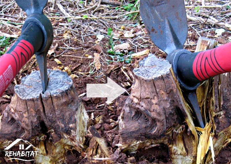 remove a tree stump by hand