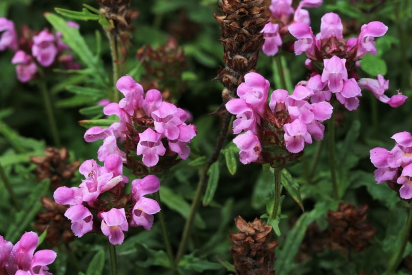selfheal flowers