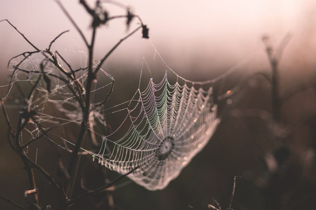 spider web on tree branch