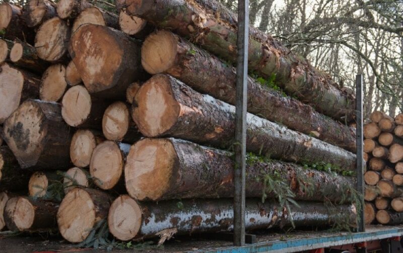 stacked up douglas fir timber logs