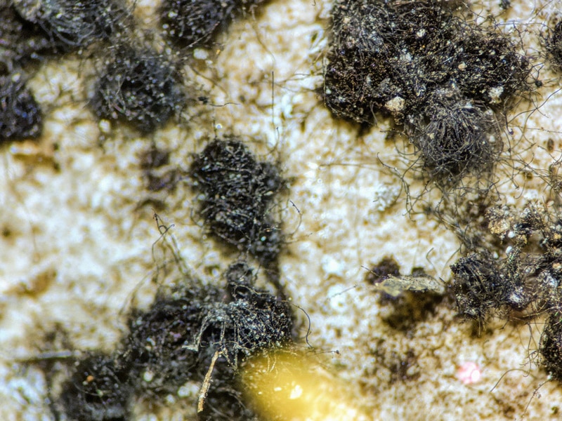 stereoscope view of chaetomium mold