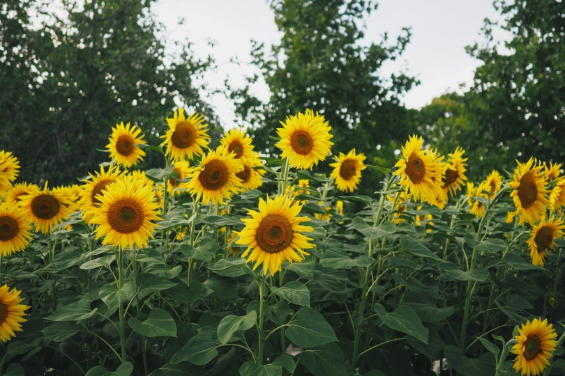 sunflowers in the garden