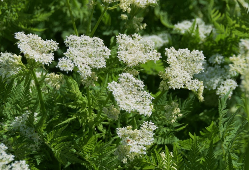 sweet cicely flowers