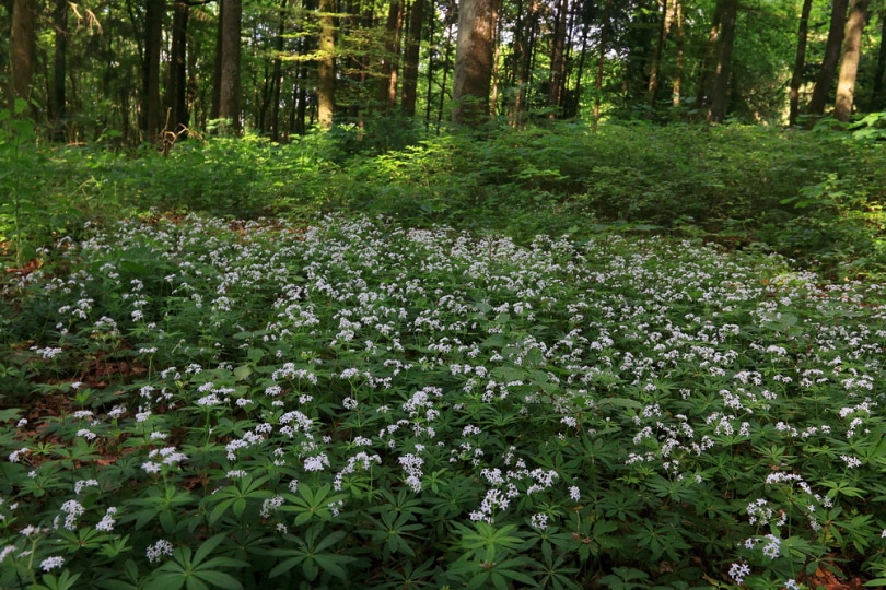 sweet woodruff in the wild