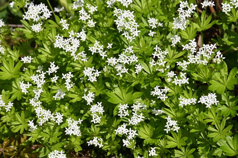 sweet woodruff