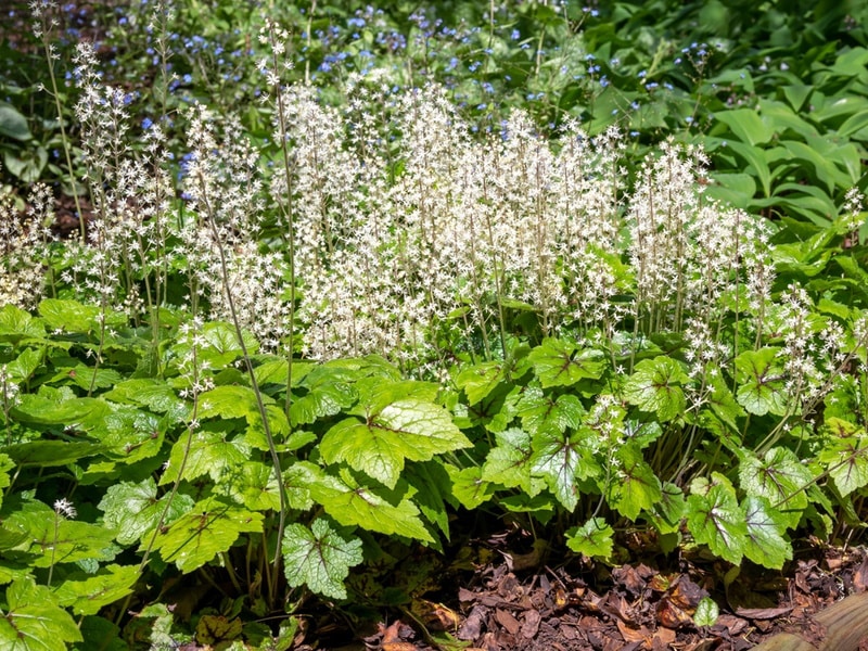 tiarella cordifolia