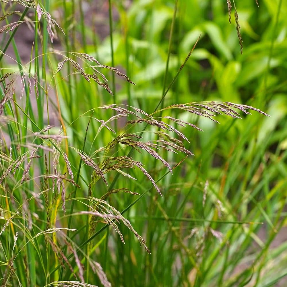 Tufted hairgrass_LianeM_Shutterstock