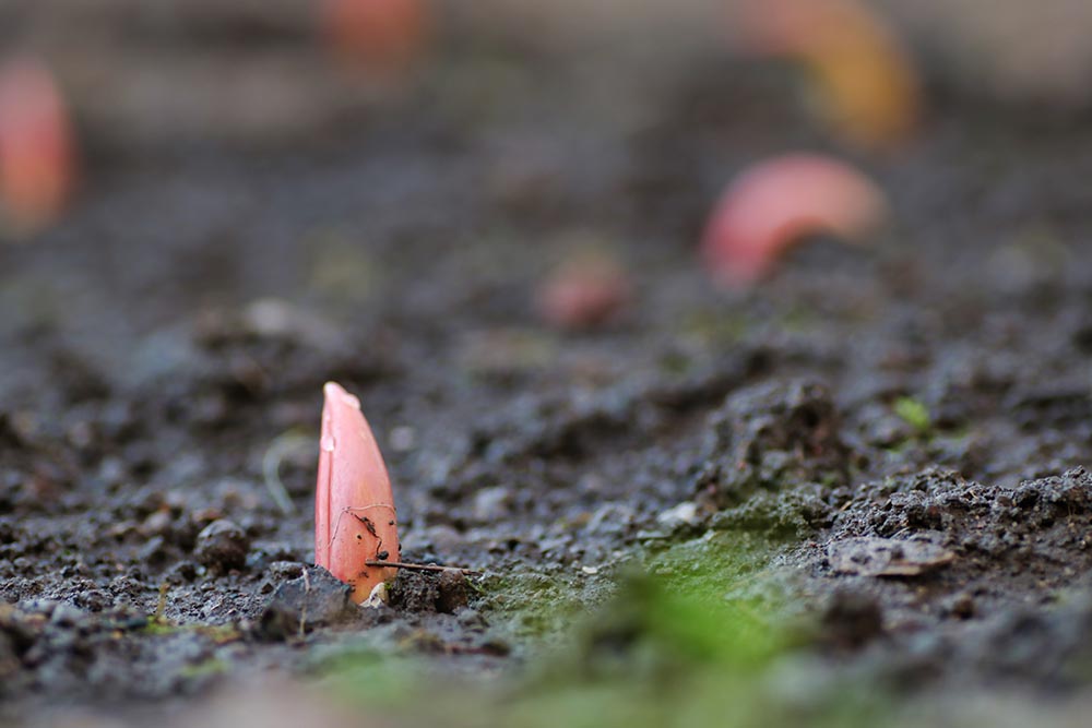 tulip sprouting