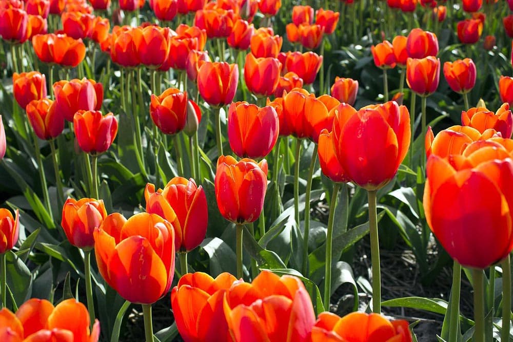 tulips during spring