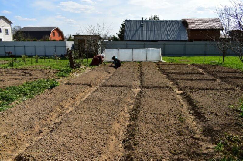 vegetable garden soil