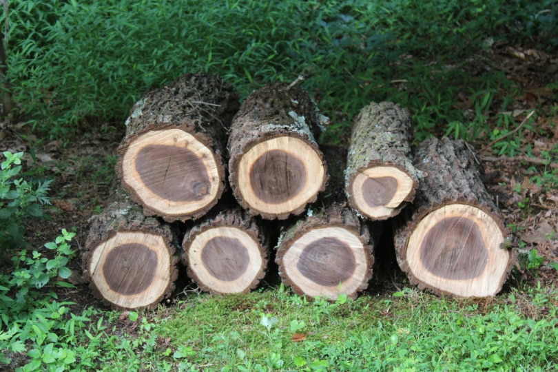 walnut logs