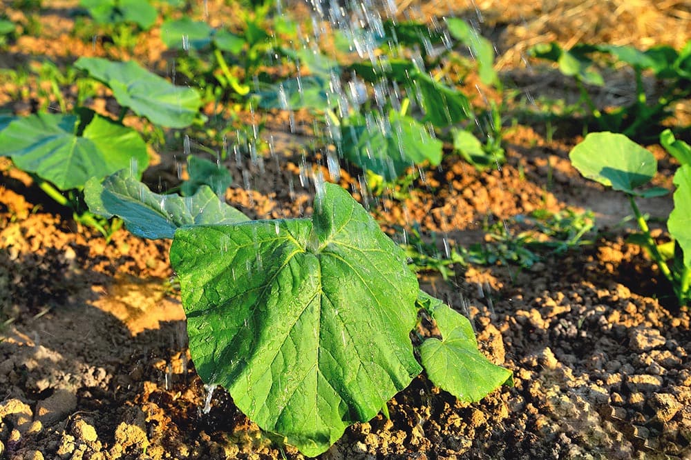 watering pumpkin plants