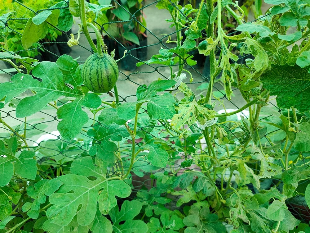 Watermelon on the trellis