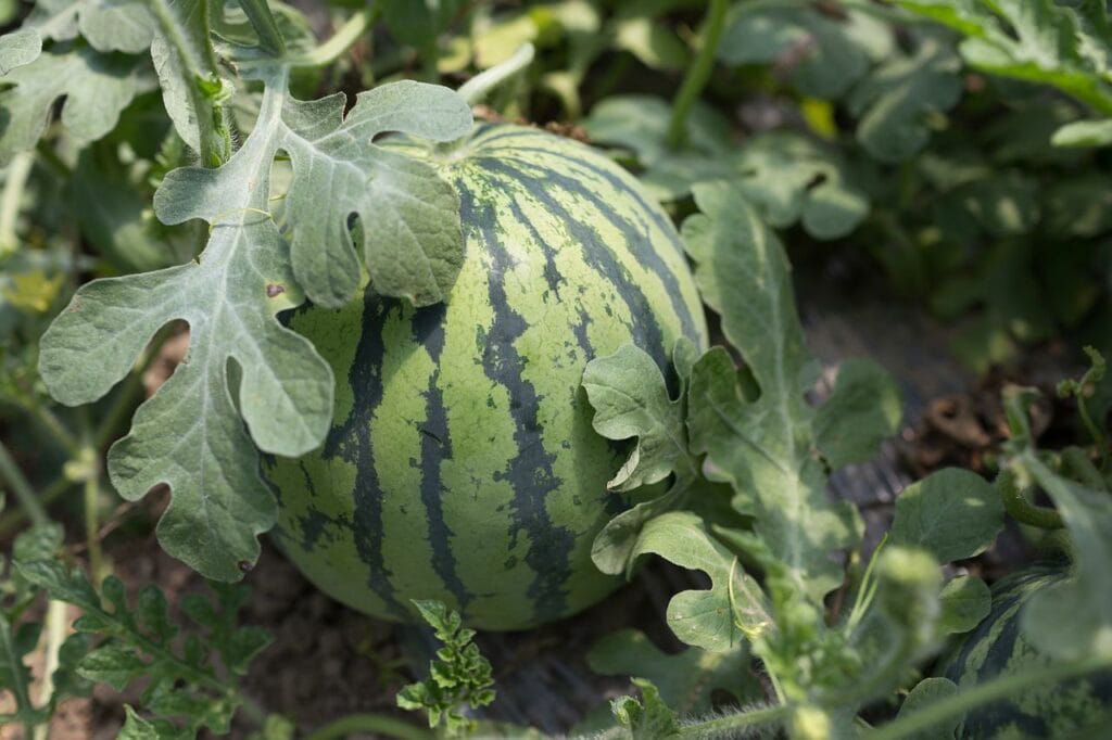 watermelon plant