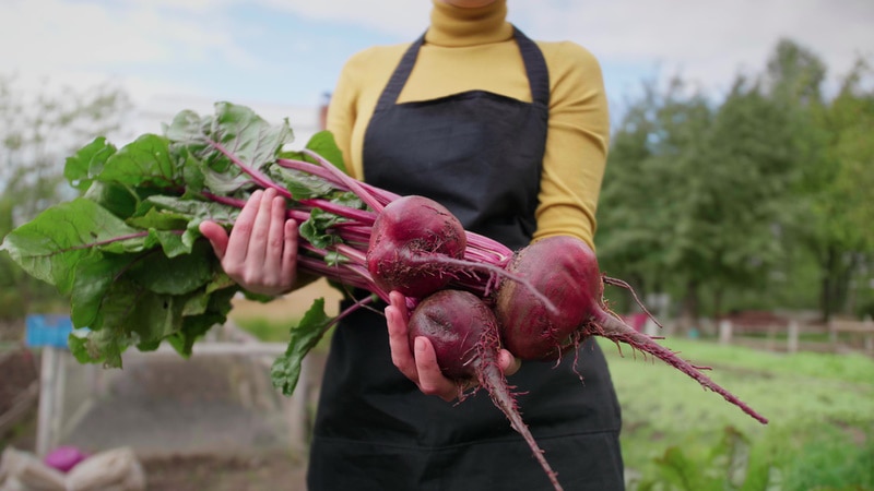 woman harvesting beets