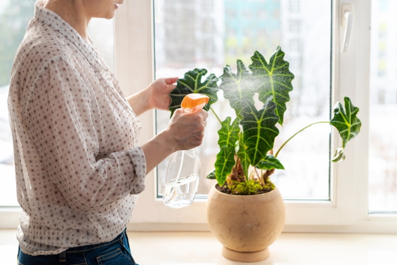 woman sprying on elephant ear plant
