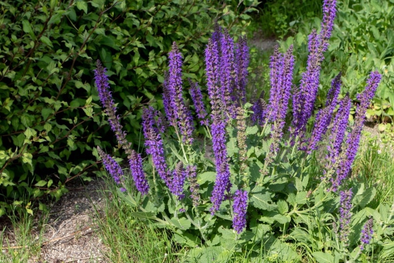 wood sage plant