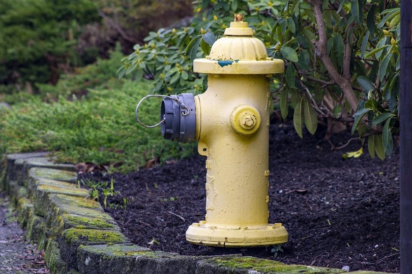 yellow fire hydrant