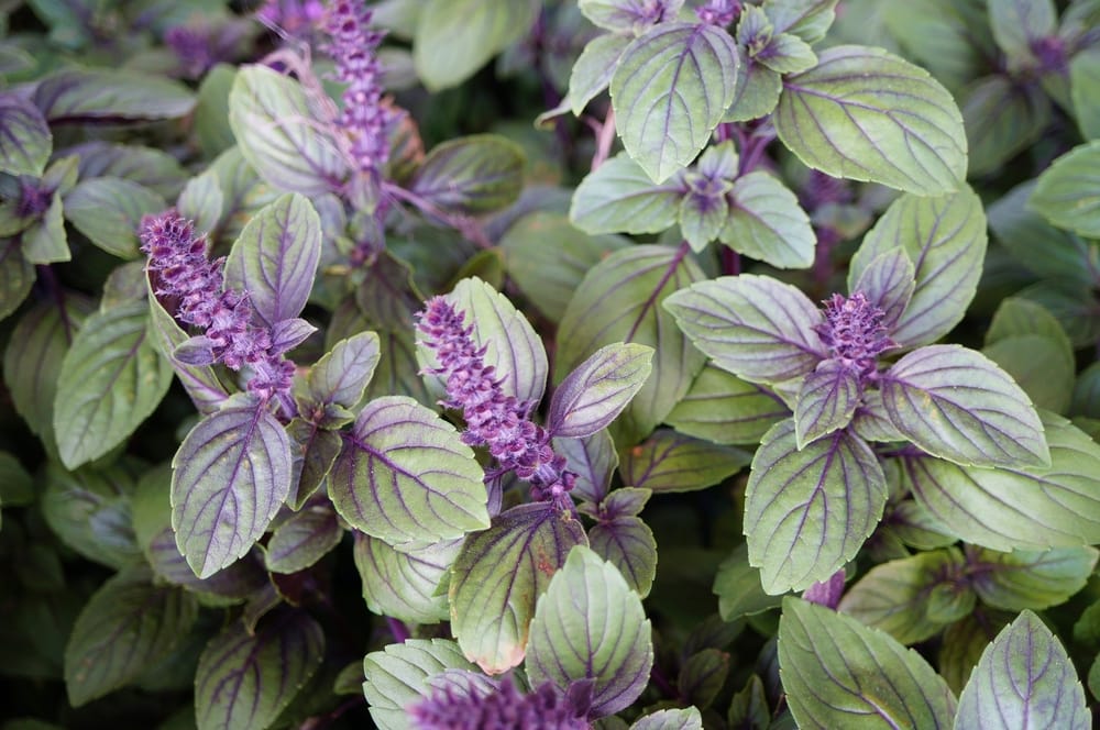 African Blue Basil Leaves