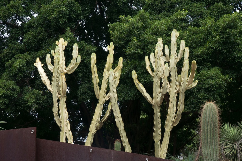 African Candelabra