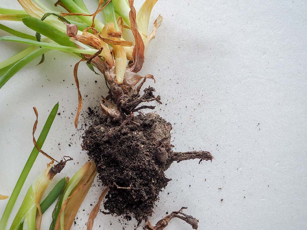 Aloe Vera. The salvation of the sick plants with rotten roots