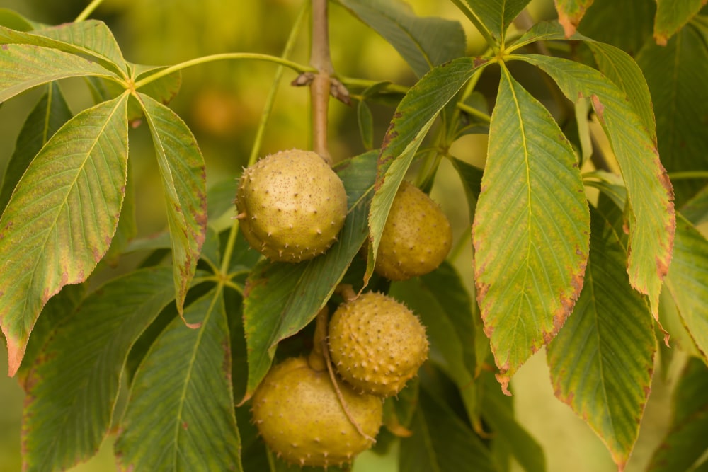American Buckeye