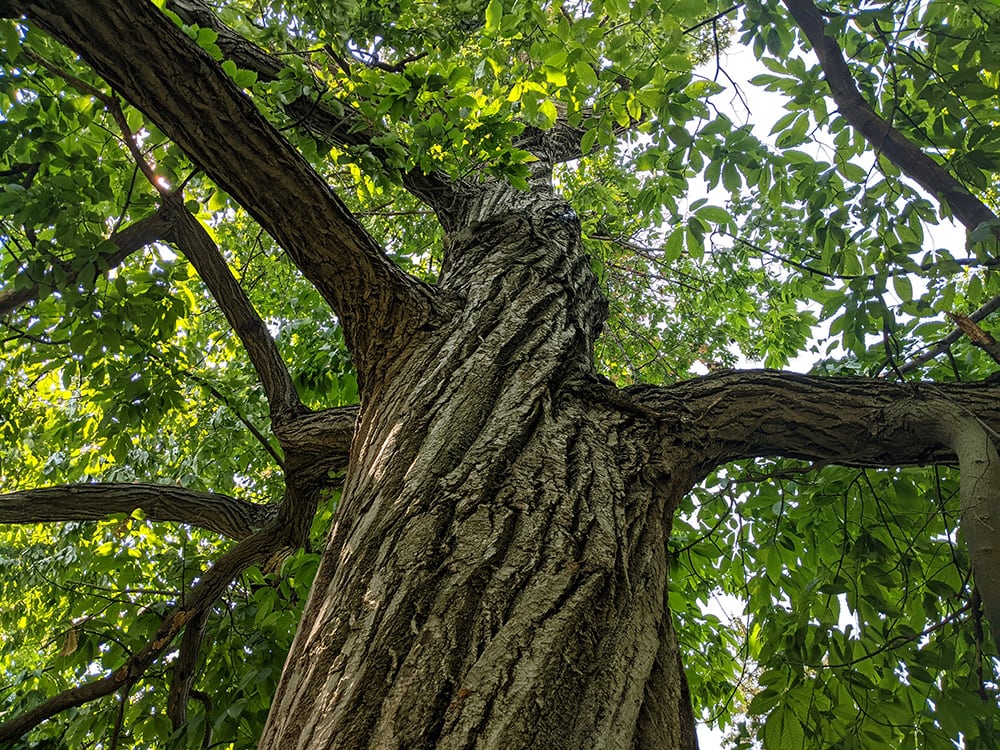 American Chestnut Tree