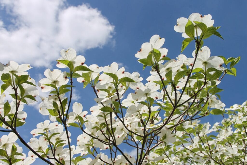 American Dogwood