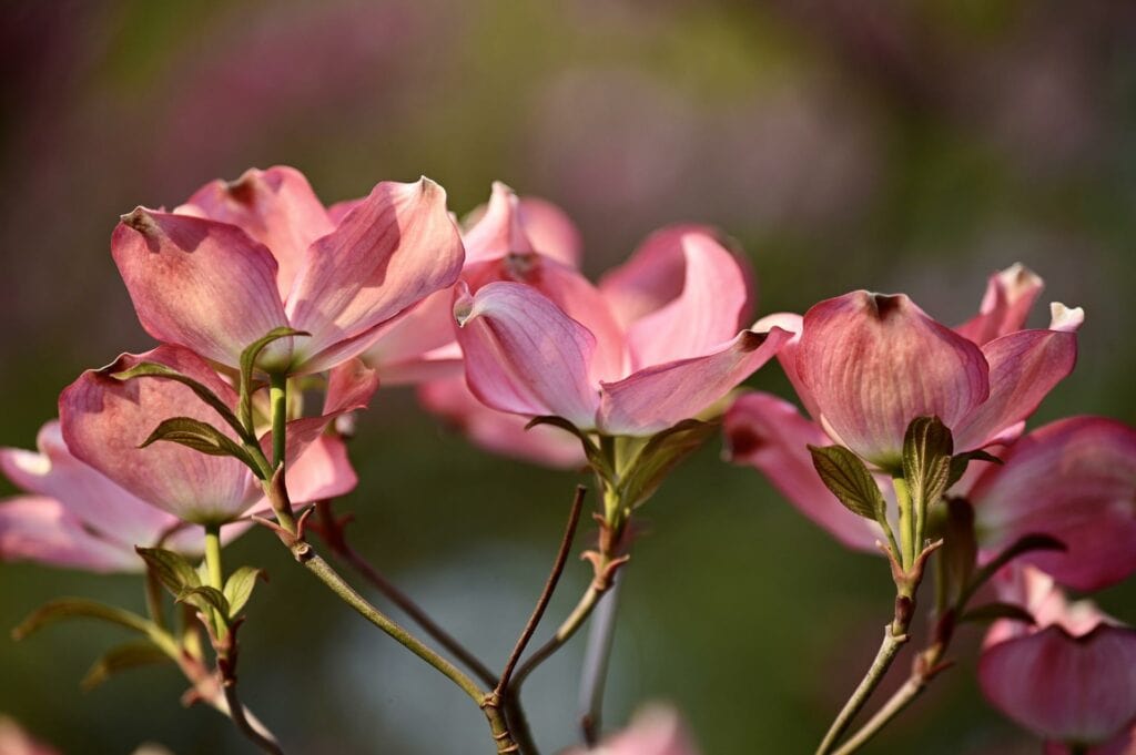 American Dogwood