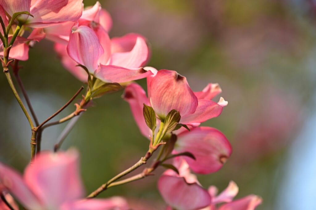 American Dogwood