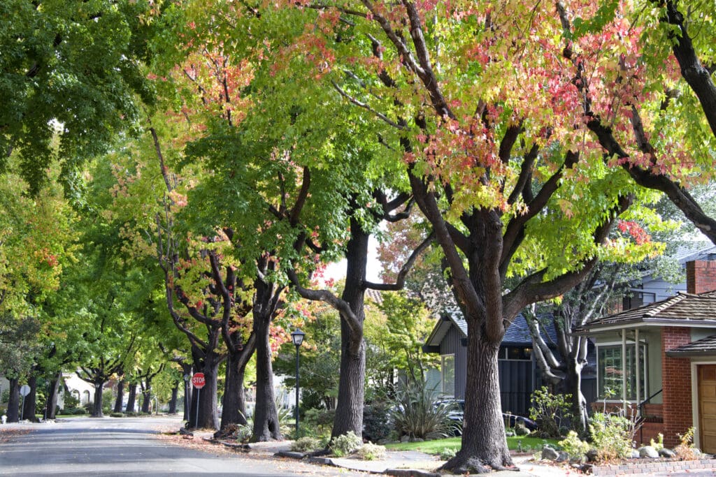 American Sweetgum