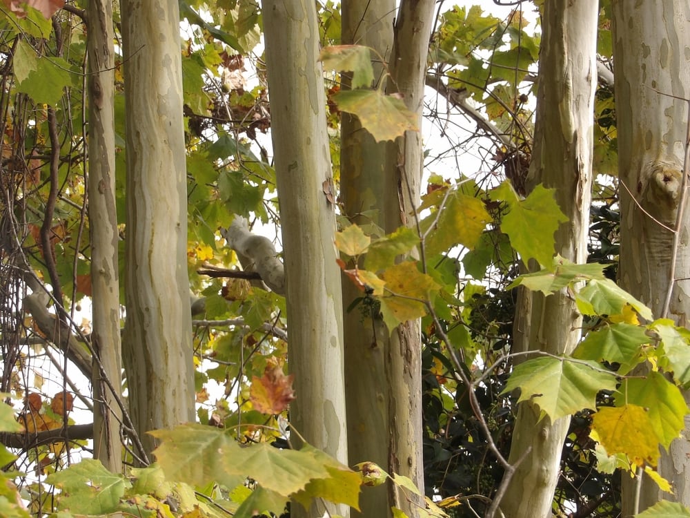 American Sycamore